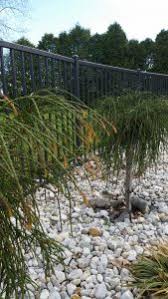 The canvas really supported the flimsy burlap quite nicely. Whipcord Cedar Golden Tips Toronto Master Gardeners
