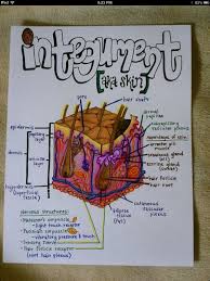Pin By Alison Cristan On Nirmal Nursing School Studying Esthetician School Nursing School Notes