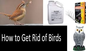From what i understand, they dispose of the waste from their nests by dropping it in water to throw off predators. How To Get Rid Of Birds Top 17 Best Bird Deterrents In 2021