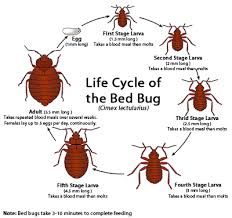 Apex pest control is a reliable company that handles fl pest control and lawn maintenance safely jacksonville pest control. Bed Bug Treatments All In One Termite And Pest Control 904 614 7738