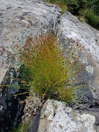 Image result for Bulbostylis sp.no.4