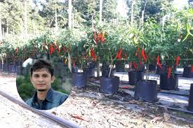 Kami menyediakan perkhidmatan menjual anak benih cili, pemasangan peralatan fertigasi, jualan cili, baja fertigasi dan bersedia memberikan tawaran baja ab. Nak Pokok Cili Subur Gemuk Usahawan Tanaman Fertigasi Ini Kongsi Tip Power
