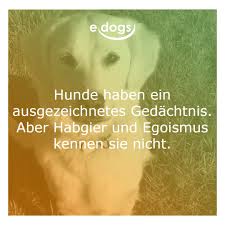 Hundeliebe Spruche Hundeliebe Hunde Hund Zitat