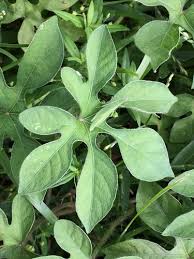 Image result for Ipomoea pes-tigridis