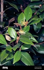 Image result for Trichocladus ellipticus