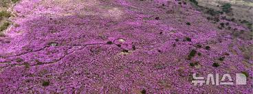 비슬산 참꽃문화제