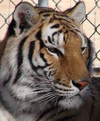 Hesperia Zoo Take The Family It Is A Lot Of Fun Hesperia Zoo Favorite Places