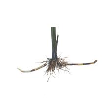 Image result for Scleria rehmannii