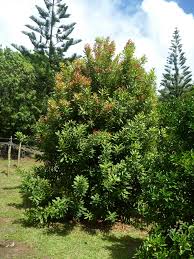 Image result for Macadamia aff. integrifolia