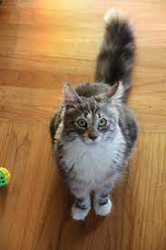 My Wegie Named Basil Shes 8 Months Old Norwegian Forest Cat Norwegian Cat Munchkin Cat Breeders