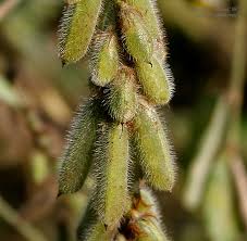 Image result for Indigofera astragalina