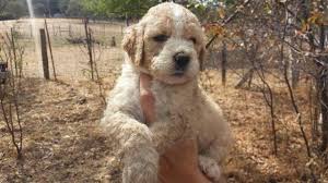 That means they are super smart, loyal and very easy to train. Goldendoodles For Sale In Redding California Classified Americanlisted Com