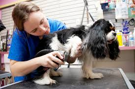 The entire staff was not only friendly and knowledgeable, but seemed to prioritize making the dog's. Best Pet Grooming Groomingdales Pet Salon Best Of The Northwest Tucsonlocalmedia Com