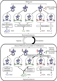 We did not find results for: Trna Mediated Codon Biased Translation In Mycobacterial Hypoxic Persistence Nature Communications