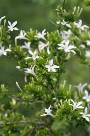 Image result for Turraea obtusifolia