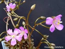 Image result for Anacampseros rhodesica