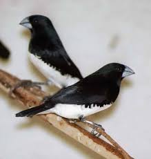 Tiny Bird With Black And White Head Black And White Mannikin Or Black And White Munia Lonchura Bicolor Africa Finch Pet Birds Birds