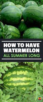 How To Grow Watermelon The Ultimate Guide To Summer S Bounty Epic Gardening How To Grow Watermelon Gardening For Beginners Organic Gardening Tips