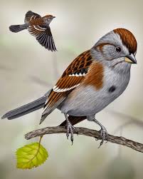 Big Black Birds In Missouri American Tree Sparrow Whatbird Com Missouri Birds Common Birds Bird Photo