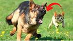 Do German Shepherds Like Cats? | Can German Shepherd Dogs ...