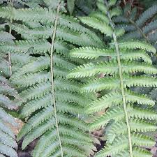 Image result for Christella burundensis