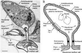 We did not find results for: Haustorial Complex A Specialized Feeding Organ Of Biotrophic Fungal Download Scientific Diagram