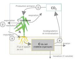 3 les cycles de développement méiose haplophase diplophase 2n n gamète ♂ cellules mères des gamètes fécondation cycle à diplophase dominante (exemple des mammifères) 2n n 2n cellule œuf gamète ♀ adultes. Cop 21 Sur Le Climat L Agriculture Est Une Vraie Solution Pour Un Faux Probleme Coordination Rurale Cr