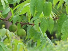 Image result for Kotschya speciosa