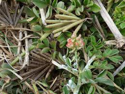 Image result for Indigofera spicata