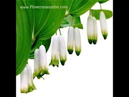 Add length, consonants, vowels, syllables, origin, spelling and more. Flowers That Start With P Youtube