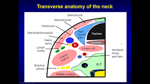 Arteries and veins diagram 205 circulatory pathways anatomy and physiology. Neck Ultrasonography Thyroid Anatomy Vertebral Artery Anatomy Of The Neck