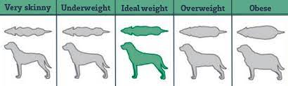 Maybe you would like to learn more about one of these? Help My Dog Is Too Fat Yarrah Com