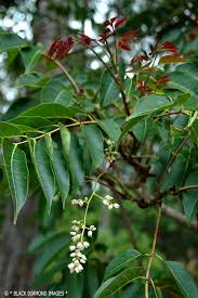 Image result for Toona ciliata