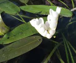 Image result for Aponogetonaceae