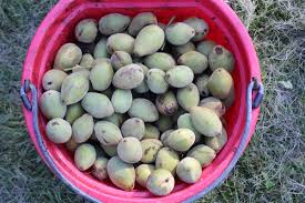 The fruit is a large nut that contains a single seed surrounded by a light green, sticky, fuzzy husk. Foraging Butter Nuts Juglans Cinerea Butternut Tree Identification And Processing