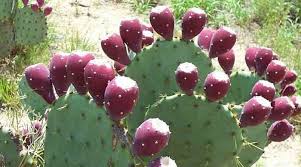 The most commonly harvested cactus fruits belong to the opuntia family of which there are over 200 species. Cactus Leaf Aka Nopales Another Keto Friendly Veg Vegetables Ketogenic Forums