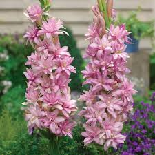 Image result for Polianthes tuberosa