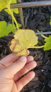 Probably the most common cause of white spots on zucchini is powdery mildew. Zucchini Leaves Not Healthy Community Plantix