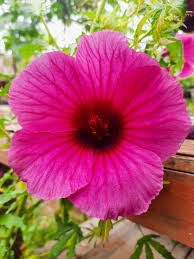 Image result for Hibiscus cannabinus