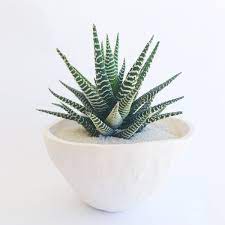 Zebra Cactus Haworthia Fasciata Zebra Plant Planting Succulents Plants