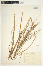 Image result for Digitaria diagonalis