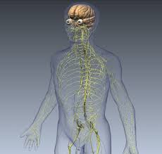The word auto means self, so autoimmune refers to a disorder in which your immune system attacks your own body. Guillain Barre Syndrome Causes Symptoms Treatment Live Science