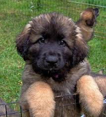 We strive for excellent temperament, outstanding health, brilliant minds, and remarkable appearance. Bc Leonberger Puppies 2010 Leonberger Puppy Leonberger Dog Dogs