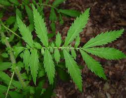 Image result for Agrimonia