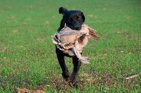 Best free fire names style 2021: Perfect Hunting Dog Names 215 Names For Your Best Pal