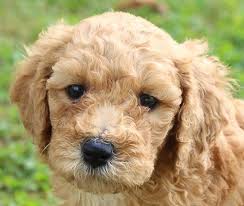 Jubilee in michigan are breeders of australian labradoodles & goldendoodles, get started here! Meet Macy Labradoodle Puppies For Sale Near Me Woodburn Indiana Find Cute Labradoodle Pup Labradoodle Puppies For Sale Labradoodle Puppy Puppies For Sale
