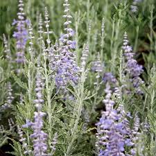 Image result for Perovskia atriplicifolia lacey blue photo