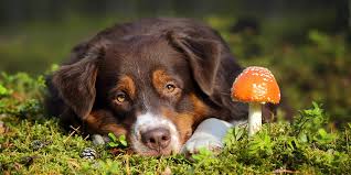 284 likes · 4 talking about this. Can Dogs Eat Mushrooms Learn What S Safe For Your Pet Grocycle