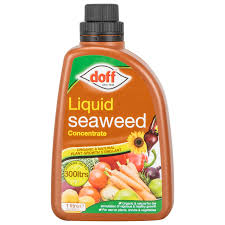 Add as much seaweed as will fit and leave to soak. Doff Liquid Seaweed Concentrate Multi Purpose Feed