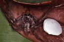 Image result for spiders on bananas